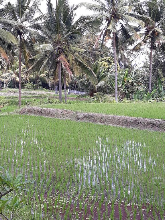 Umah Dangin Guest House Ubud Eksteriør billede