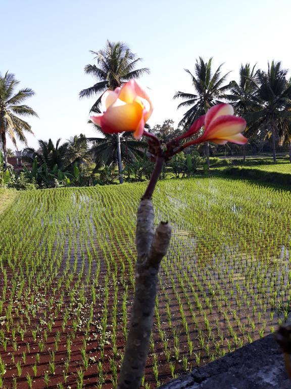 Umah Dangin Guest House Ubud Eksteriør billede