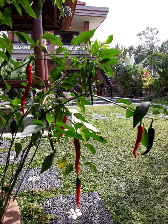 Umah Dangin Guest House Ubud Eksteriør billede