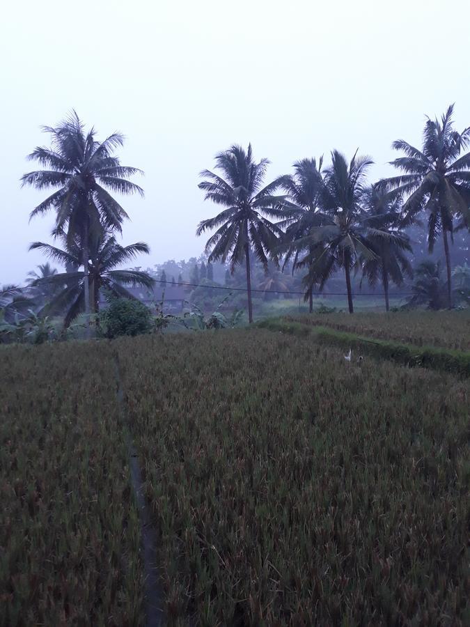 Umah Dangin Guest House Ubud Eksteriør billede